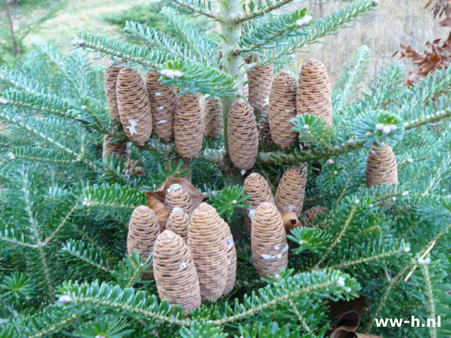 Abies koreana - Klik op de afbeelding om het venster te sluiten